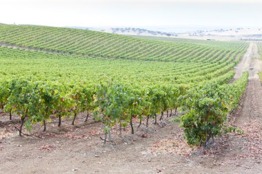Vineyars in Alentejo, Portugal clipart