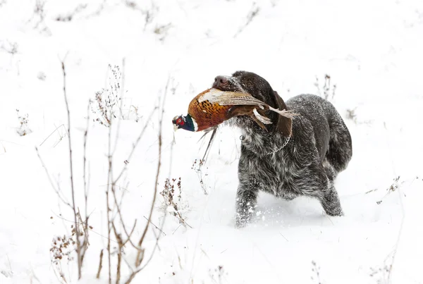 Berburu anjing dengan menangkap — Stok Foto