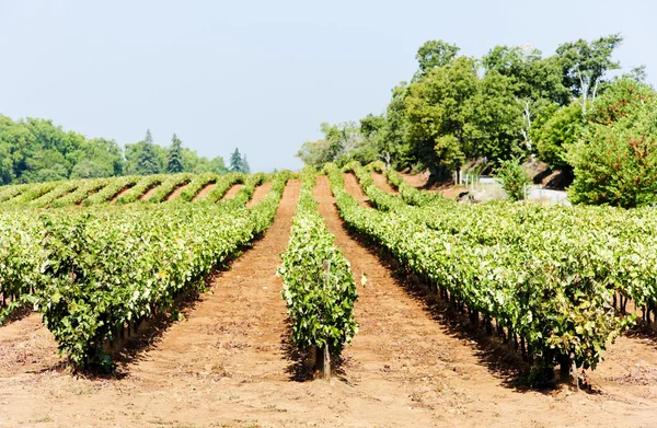 Vineyars w alentejo, Portugalia — Zdjęcie stockowe