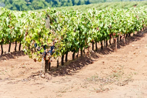 アレンテージョ ポルトガルで vineyars — ストック写真
