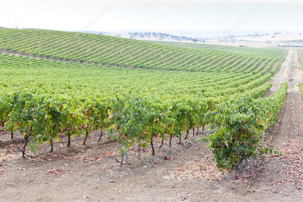Vineyars in Alentejo, Portugal