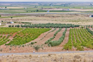 şarap hasat, Kastilya-la mancha, İspanya