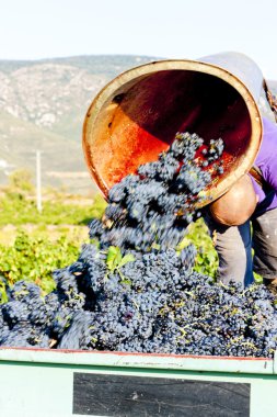 Wine harvest, France clipart