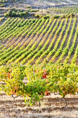 vineyars yakın tautavel, languedoc-roussillon, Fransa