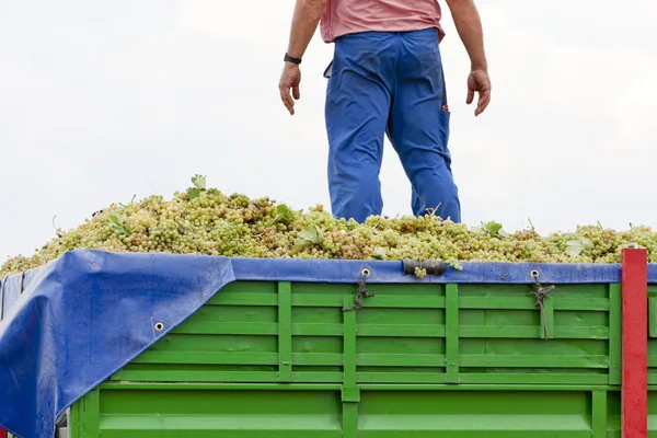 Wine harvest, Castile-La Mancha, Spain — Stock Photo, Image