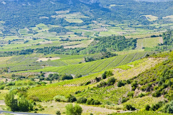 Languedoc-roussillon, Fransa içinde vineyars — Stok fotoğraf
