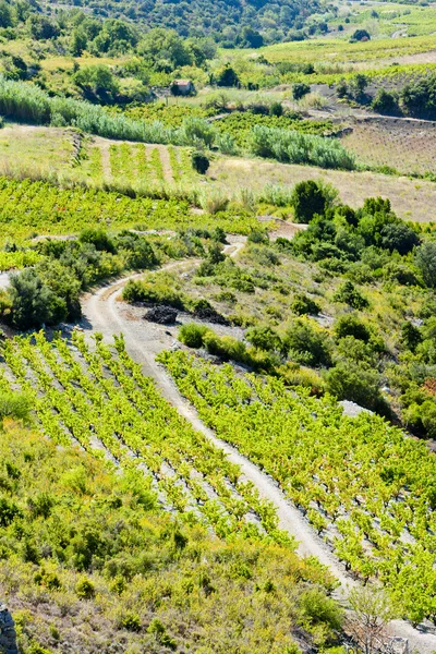 Vineyars, w regionie Langwedocja roussillon, Francja — Zdjęcie stockowe