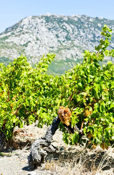 Vineyar, Frankrike — Stockfoto