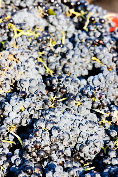 Şarap hasat — Stok fotoğraf