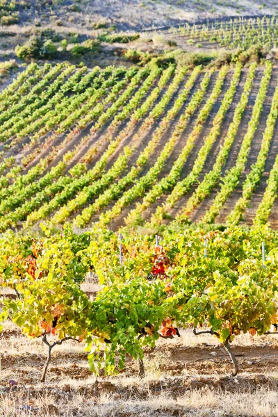 Viinitarhat Tautavelin lähellä, Languedoc-Roussillon, Ranska — kuvapankkivalokuva