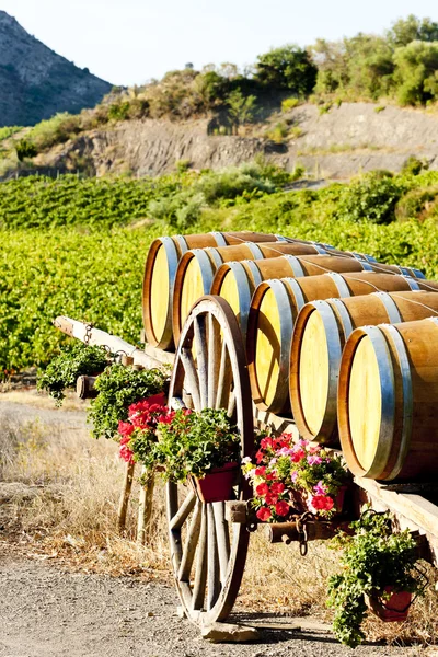 Vignoble avec tonneaux, France — Photo