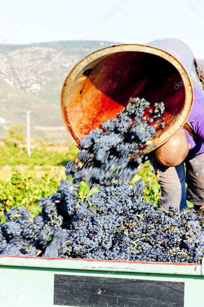 Wine harvest, France