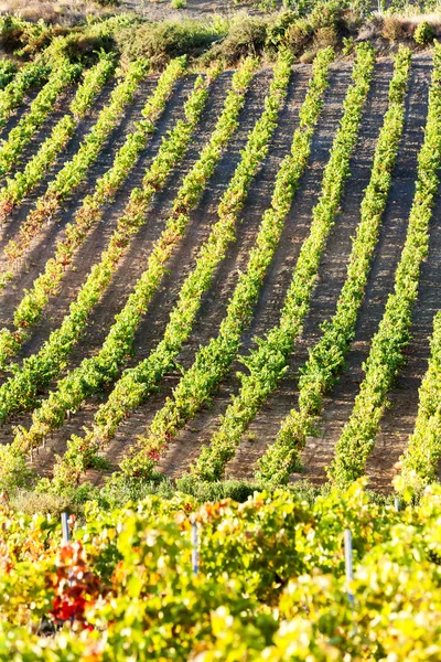 Виноградники рядом с Tautavel, Лангедок-Руссийон, Франция — стоковое фото