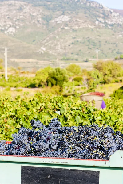 Weinlese in der Appellation fitou, languedoc-roussillon, Frankreich — Stockfoto