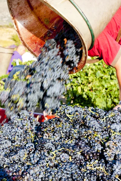 Cosecha del vino en Fitou appellation, Languedoc-Rosellón, Francia —  Fotos de Stock