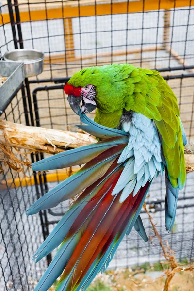 Papoušek ara vojenský — Stock fotografie