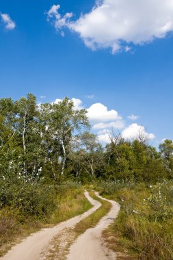 rut road Forest