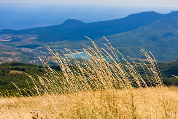 Сухая трава в горах — стоковое фото