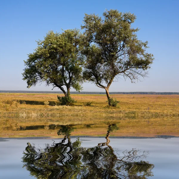 Two trees in steppe — Stock Photo, Image