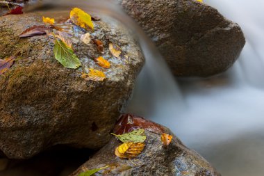 mountain brook üzerinde atumn yapraklar