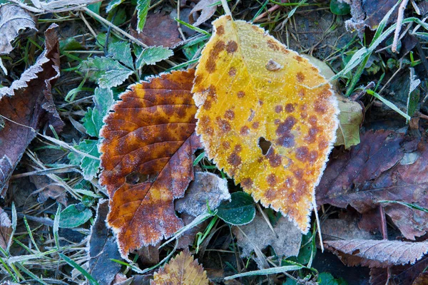 Twee herfst bladeren in vorst — Stockfoto