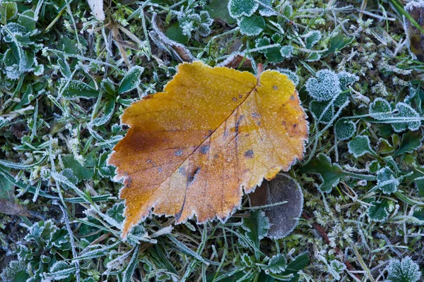 Замороженный осенний лист — стоковое фото