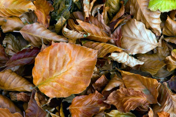 秋の leafage — ストック写真