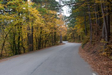 Road in autumn forest clipart