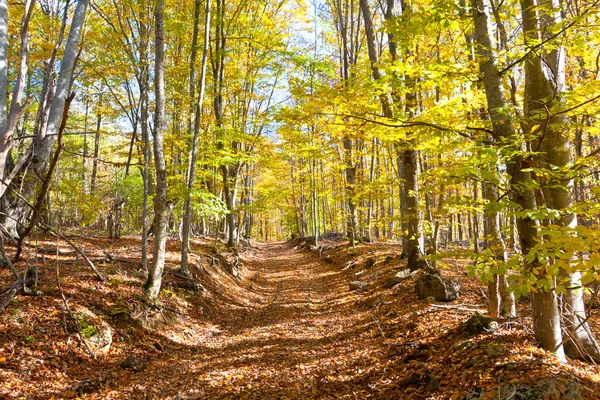 Path in autumn forest — Stock Photo, Image