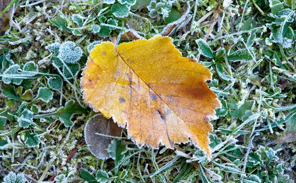 Frostat höst löv — Stockfoto