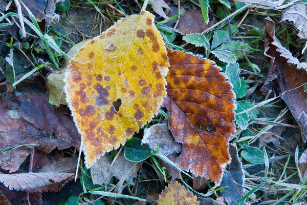 Duas folhas de outono na geada — Fotografia de Stock