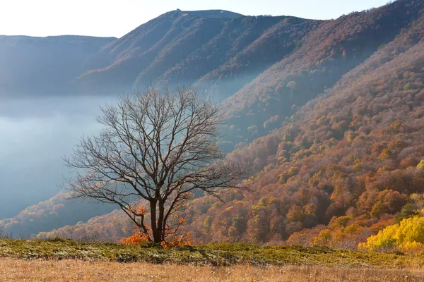 Drzewo w górach — Zdjęcie stockowe