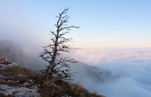 Παλιό δέντρο στα ομιχλώδη βουνά — Φωτογραφία Αρχείου
