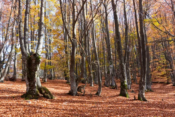 Ősz az erdőben — Stock Fotó