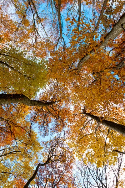 Vue jusqu'aux arbres d'automne — Photo