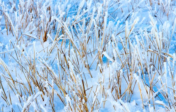 Trockenes Gras unter Schnee — Stockfoto