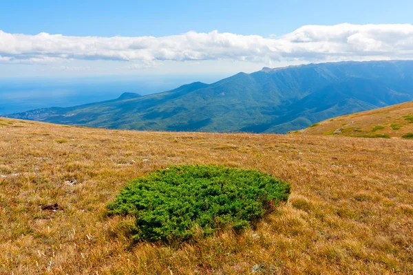 Green bush on autumn meadow in mountains — Stock Photo, Image