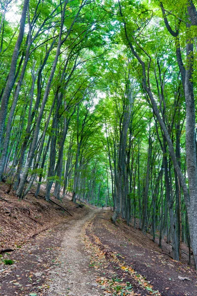 Droga w lesie buk — Zdjęcie stockowe