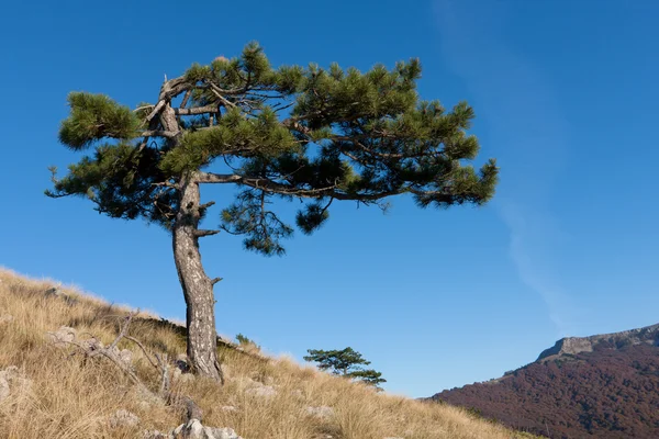 Alone pine tree in mountains — Stock Photo, Image
