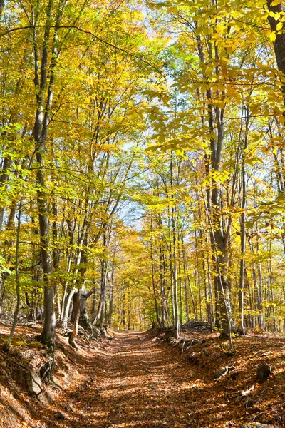 Sonbahar ormanlarında yol — Stok fotoğraf