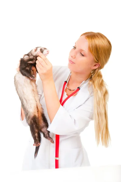 Fiatal eterinarian megvizsgálja a beteg vadászgörény — Stock Fotó