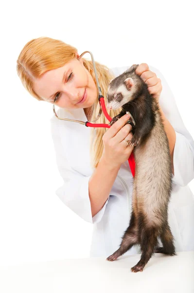 Młody eterinarian bada pacjenta fretka — Zdjęcie stockowe