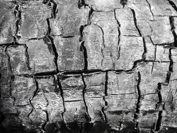 Макротекстура деревного вугілля — стокове фото