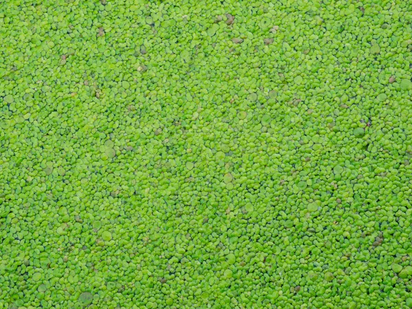 Macro texture of duckweed — Stock Photo, Image