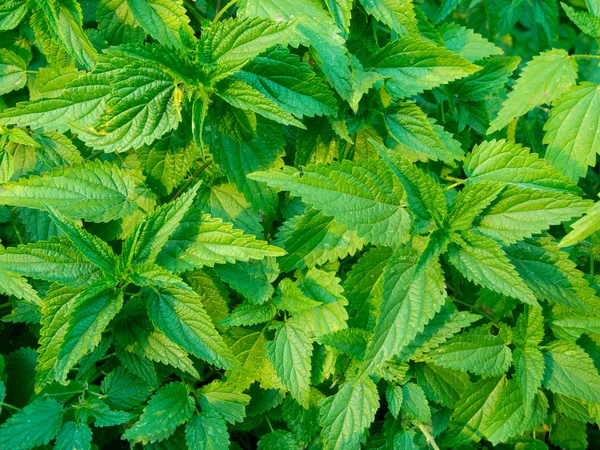 stock image Young nettle in a forest