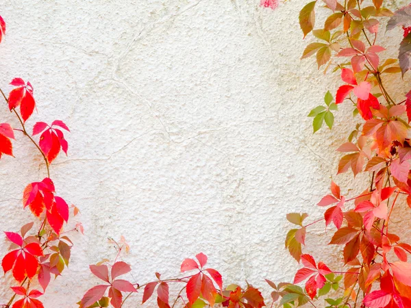 墙上的红色爬山虎植物 — 图库照片