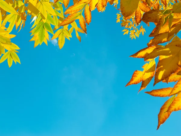 Ramme af de gule efterårsblade - Stock-foto