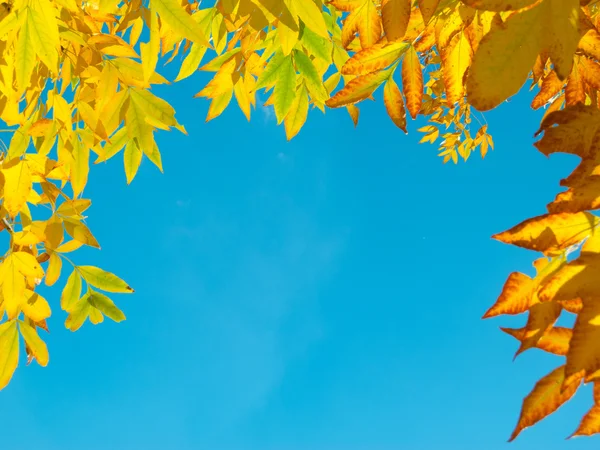 Ramme af de gule efterårsblade - Stock-foto