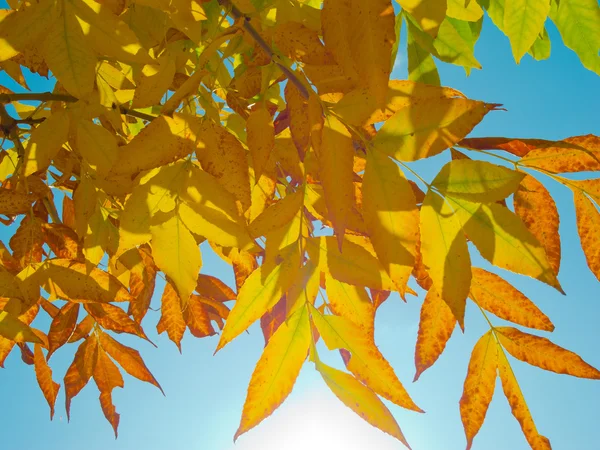 阳光穿过秋天的树叶 — 图库照片