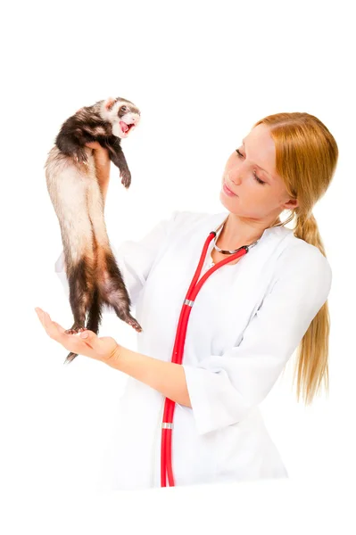 Giovane veterinario esamina un furetto paziente — Foto Stock
